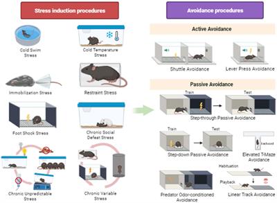 The effects of stress on avoidance in rodents: An unresolved matter